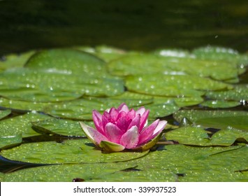 Lily Pad