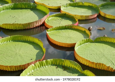 1,039 Big lily pad Images, Stock Photos & Vectors | Shutterstock