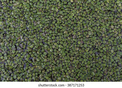 Lily Pad In A Fountain