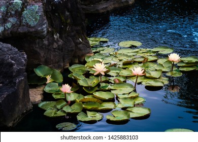 Lily Pad Garden Pond At Night