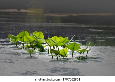 Lily Pad In Grand River, Michigan 