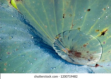 Lily Pad Leaf And Water Droplet