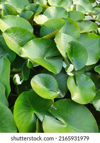 Lily Pad Leaves In A Pond In A Sunny Summer Day.