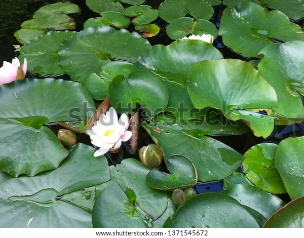 Lily Pad Plant Nature Stock Image