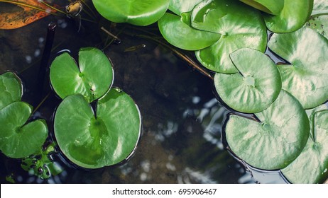 Lily Pad From Top View