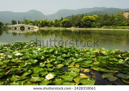Lily pads and a arched stone bridge in beijing botanical gardens, beijing, china, asia