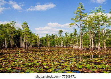 Lily Pads And Blooming Flowers In Florida Cypress Swamp.