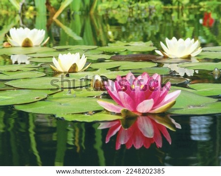Lily pads and blooms on a pond