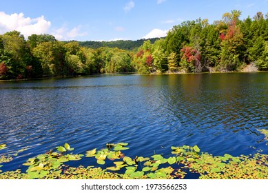 Lily Pads Cling To The Shore Of Bays Mountain Lake.  Landscape Image Shows Forest Lining Edge Of Lake In The Bays Mountain Park In Kingsport, Tennessee.