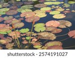 Lily pads with flowers that have not bloomed