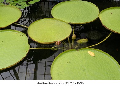Lily pads of the Giant waterlily victoria amazonica longwood with flower buds emerging from the water