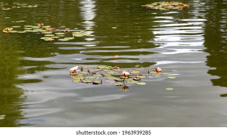 Lily pads in the lake