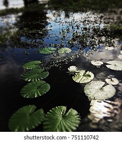 Lily Pads Lake Toledo Bend