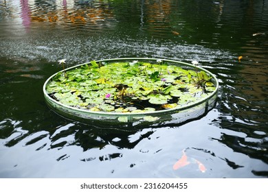 Lily pads with lotus flowers in a pond.