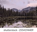 Lily pads on a Bear Lake, Rocky Mountian National Park, with mountains in the background