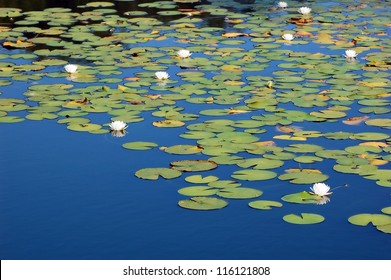 Lily Pads On A Pond