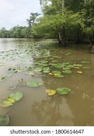 Lily Pads On The Sabine River.