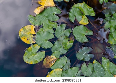 Lily pads on the water. Water lily leaf water surface. dark background.
