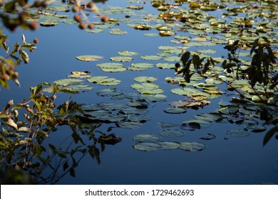 Lily Pads at the Pond