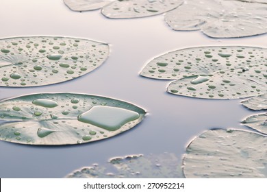 Lily Pads In Pond, Close-up