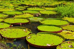 Lily Pads In Pond With Flowers In Background