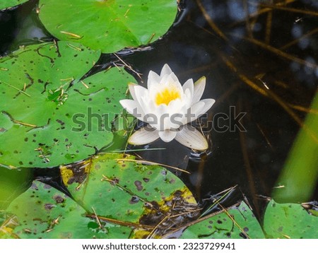 Lily Pads in a Pond With a White Water Lily Flower.White Lotus FLower in a pond close up