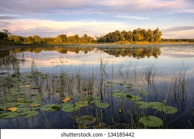 Lily Pads And Reeds On Calm Reflected Lake, Minnesota, Home Of 10,000 Lakes, USA