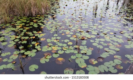 Lily Pads And Reeds On Lake Butler At The Tibet Butler Nature Preserve In Orlando, Florida 