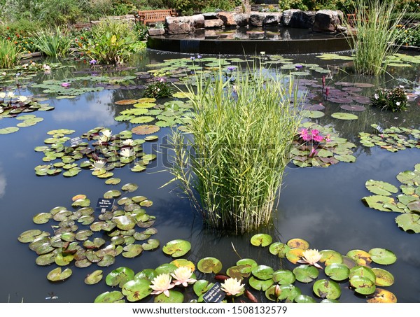 Kansas City Botanical Gardens >> Lily Pads Tall Plants Other Aquatic Stock Photo Edit Now Kansas City Botanical Gardens >> Lily Pads Tall Plants Other Aquatic Stock Photo Edit Now