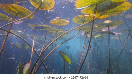 lily pads underwater freshwater river