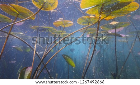 lily pads underwater freshwater river