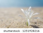 Lily pinned on sand at the beach. Blurred blue sea at background.