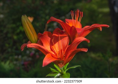 the lily plant bloomed beautifully, brightly. red lily flowers. High quality photo - Shutterstock ID 2232377509