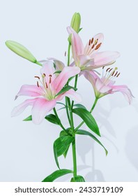 Lily plants are flowering plants that belong to the genus Lilium. They have bulbs that store nutrients and allow them to survive harsh conditions. They have long stems that bear narrow leaves and larg
