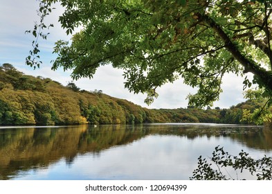 Lily Ponds On Stackpole Estate, Bosherston.