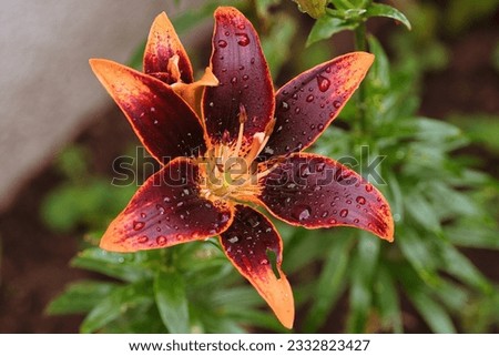 lily, red, yellow, flower,blossom, beautiful, big bloom
