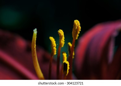  lily stamen macro