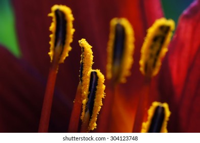  lily stamen macro