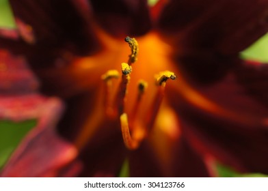  lily stamen macro