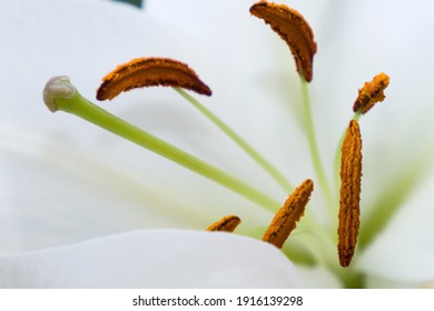 A Lily Stamen And Pistil, Macro
