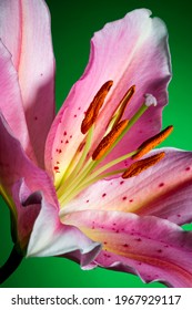 Lily, tropische Blume mit weißrosa Blüten auf grünem Hintergrund, Natur im Detail, Makrophotografie