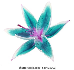 lily turquoise-white flower on a white background isolated  with clipping path. for design.  - Shutterstock ID 539932303