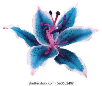 lily turquoise-white flower on a white background isolated  with clipping path. for design.Nature. - Shutterstock ID 563652409