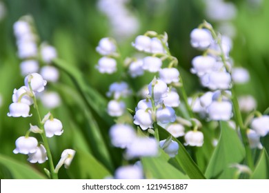 Lily of the valley. - Shutterstock ID 1219451887