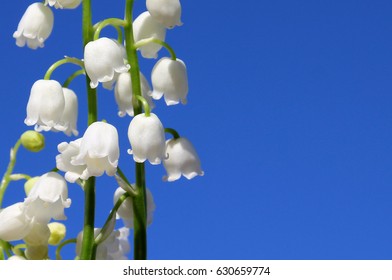 Lily Of The Valley. Blooming Lily Of The Valley In The Summer Garden