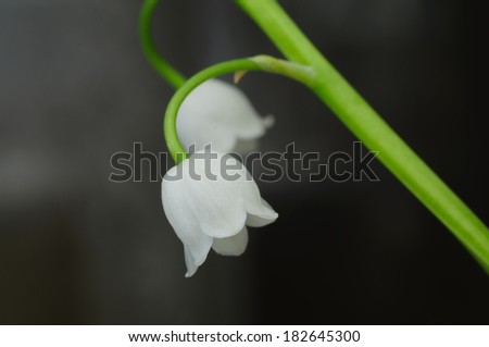 Similar – Foto Bild Convallaria majalis