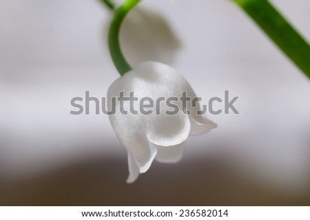 Similar – Foto Bild Convallaria majalis