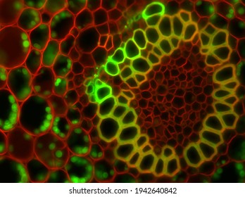 Lily of the valley (Convallaria majalis) cells under fluorescent microscope