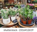 Lily of the valley day in France, selling bouquets on the streets, jour de Muguet.