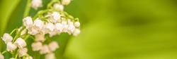 Lily Of The Valley Flower Close Up, Green Nature Panoramic Background. May 1st, May Day Web Banner